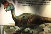 Mural representatiu d'Oviraptor philoceratops (Lladre d'ous) 19/41