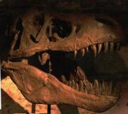 Recreació Crani de Tyrannosaurus rex 41/41