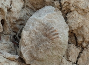 Ammonites, rastres fòssils de  510 milions d'anys.