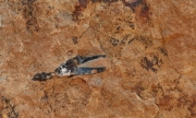 Belemnites (Cefalòpodes), rastres fòssils de  510 milions d'anys.