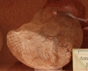 Ammonites, Cefalópodo