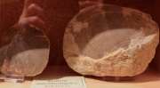 Plagiostoma giganteum, mol·lusc bivalve