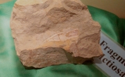 Fragment d'urpa de dinosaure