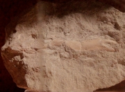 Pinça fòssil de cranc