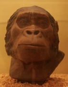 Reproducció d'un hominid primitiu Paranthropus robustus