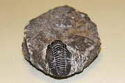 Fosil Trilobites (Phacops)