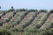 Secans de Belianes. Plantació d'oliveres