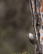 Raspinell comú (Certhia brachydactyla)