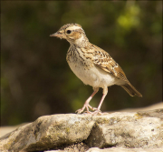 Jove d'Alosa vulgar (Alauda arvensis)