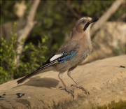 Gaig (Garrulus grandarius)