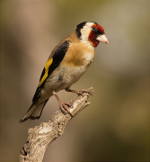 Cadernera (Carduelis carduelis)