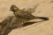 Jove de Gratapalles (Emberiza cirlus)