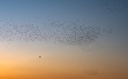 Estornell comú (Sturnus vulgaris)