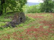Prat de fenc (Trifolium incarnatum) i cabana pedra tosca