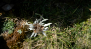 Flor de neu (Leontopodium alpinum).33de33