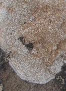 Verrucaria fuscula Nyl parásita sobre Aspicilia calcarea