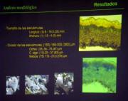 Cladonia iberica Burgaz & Ahti, morfología talo