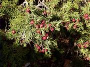 Sabina frutos (Juniperus phoenicea)
