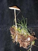 Mycena galericulata (Scop.:Fr.) S.F. Gray