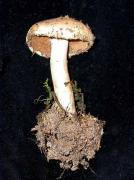 Hebeloma leucosarx Orton