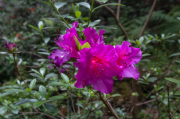 Passejant pel parc. Flors