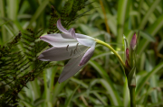 Passejant pel parc. Flors