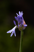 Les penultimes flors