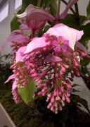 Exposició de flors i orquídies