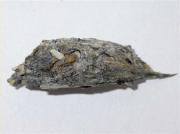 Egagròpila de gavià argentat de potes grogues (Larus michaelis)