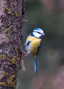 Mallarenga blava (Parus caeruleus)