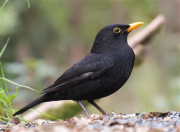 Mascle de Merla (Turdus merula)