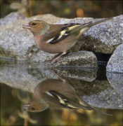 Mascle de Pinsà comú (Fringilla coelebs)