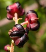 Fruits de Roldor (Coriaria mirtifolia)