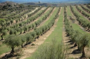 Plantacions d'oliveres. Olea europaea