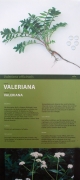 Cartell: Valeriana (Valeriana officinalis )