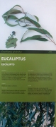 Cartell:Eucaliptus (Eucalyptus globulus)